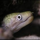 Fimbriated Moray Eel