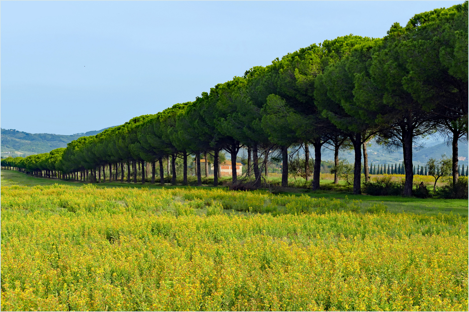 fin d été en campagne toscane