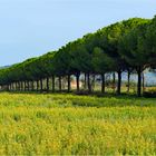 fin d été en campagne toscane