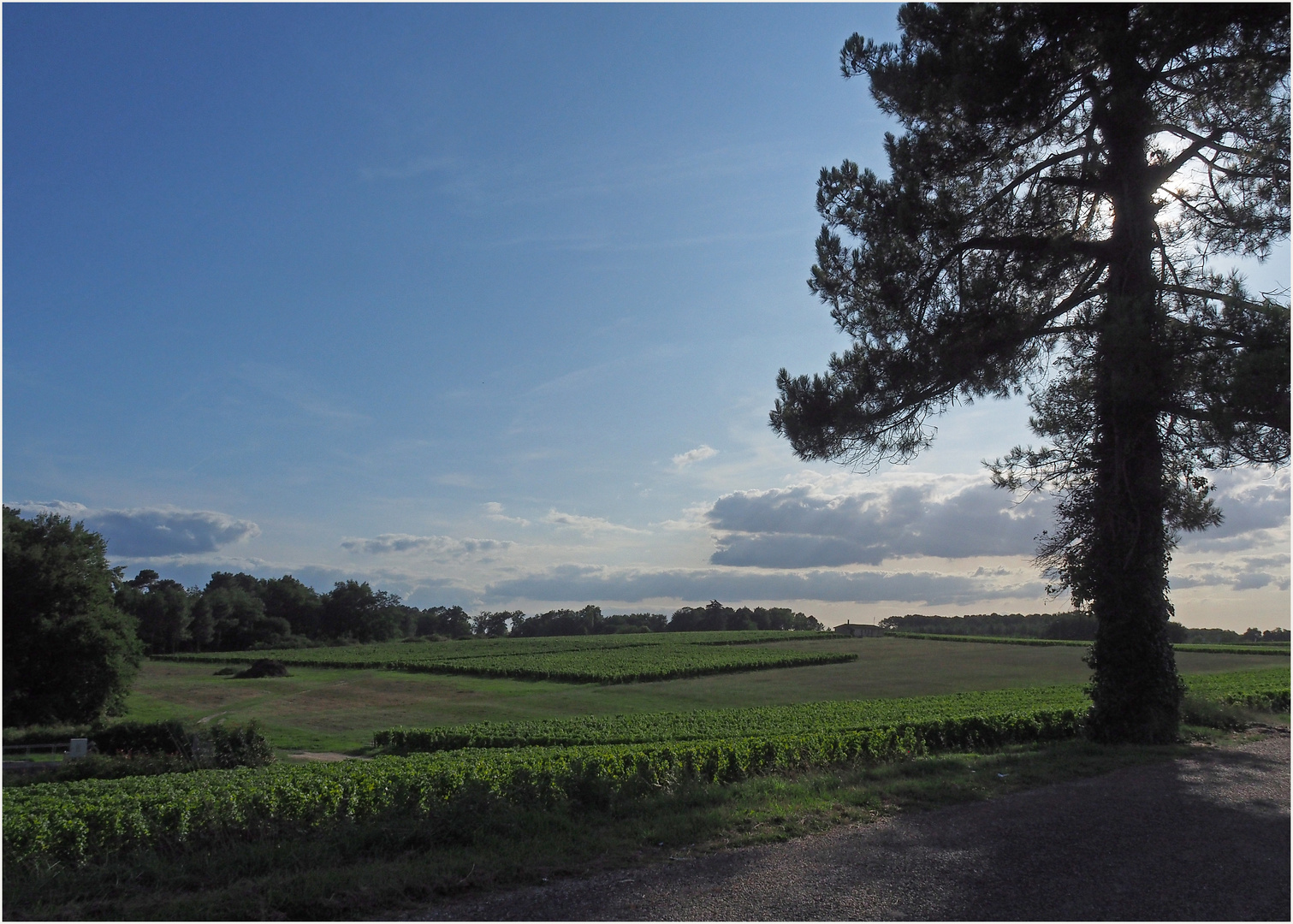 Fin d’après-midi sur le vignoble de Sauternes