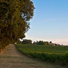 Fin d’après-midi sur les vignes du Château de Mons