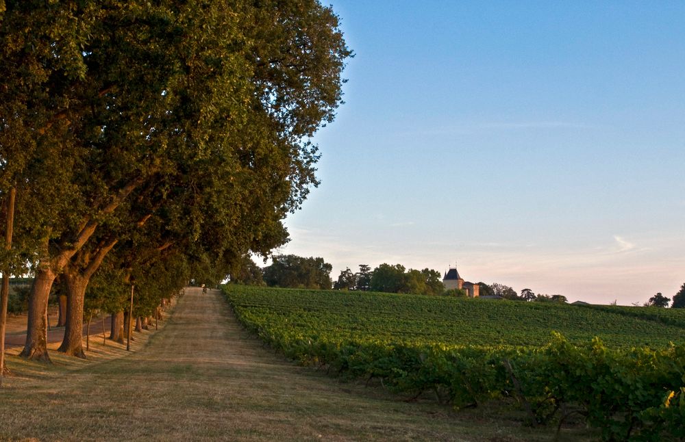 Fin d’après-midi sur les vignes du Château de Mons