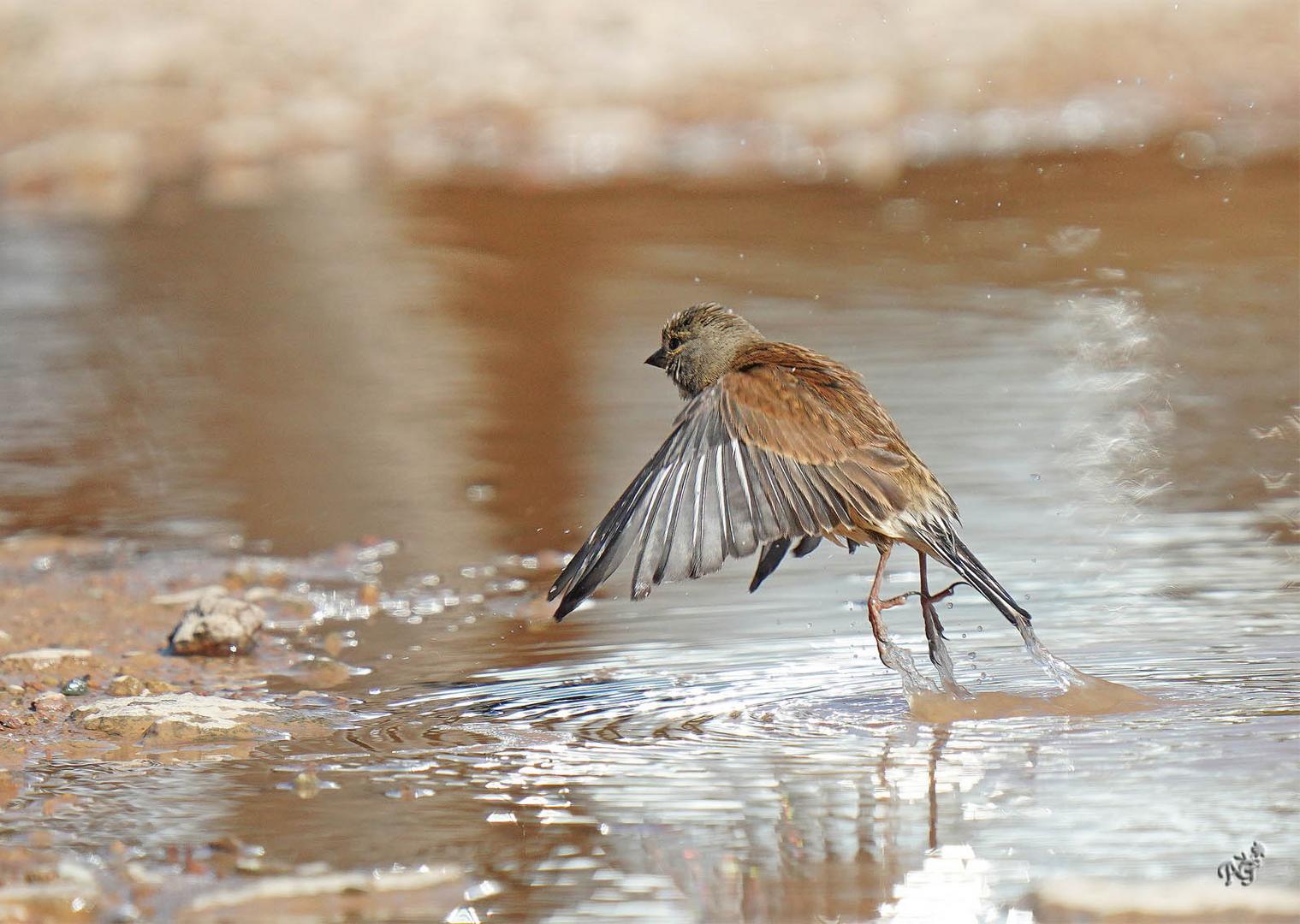 fin de la baignade , je  vais sécher mes plumes !!!