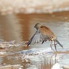 fin de la baignade , je  vais sécher mes plumes !!!