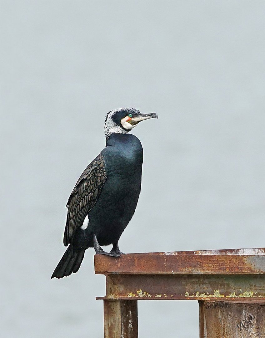 Fin de série  sur les cormorans ....