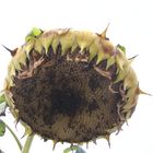 fin de vie de la fleur de tournesol !