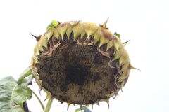 fin de vie de la fleur de tournesol !