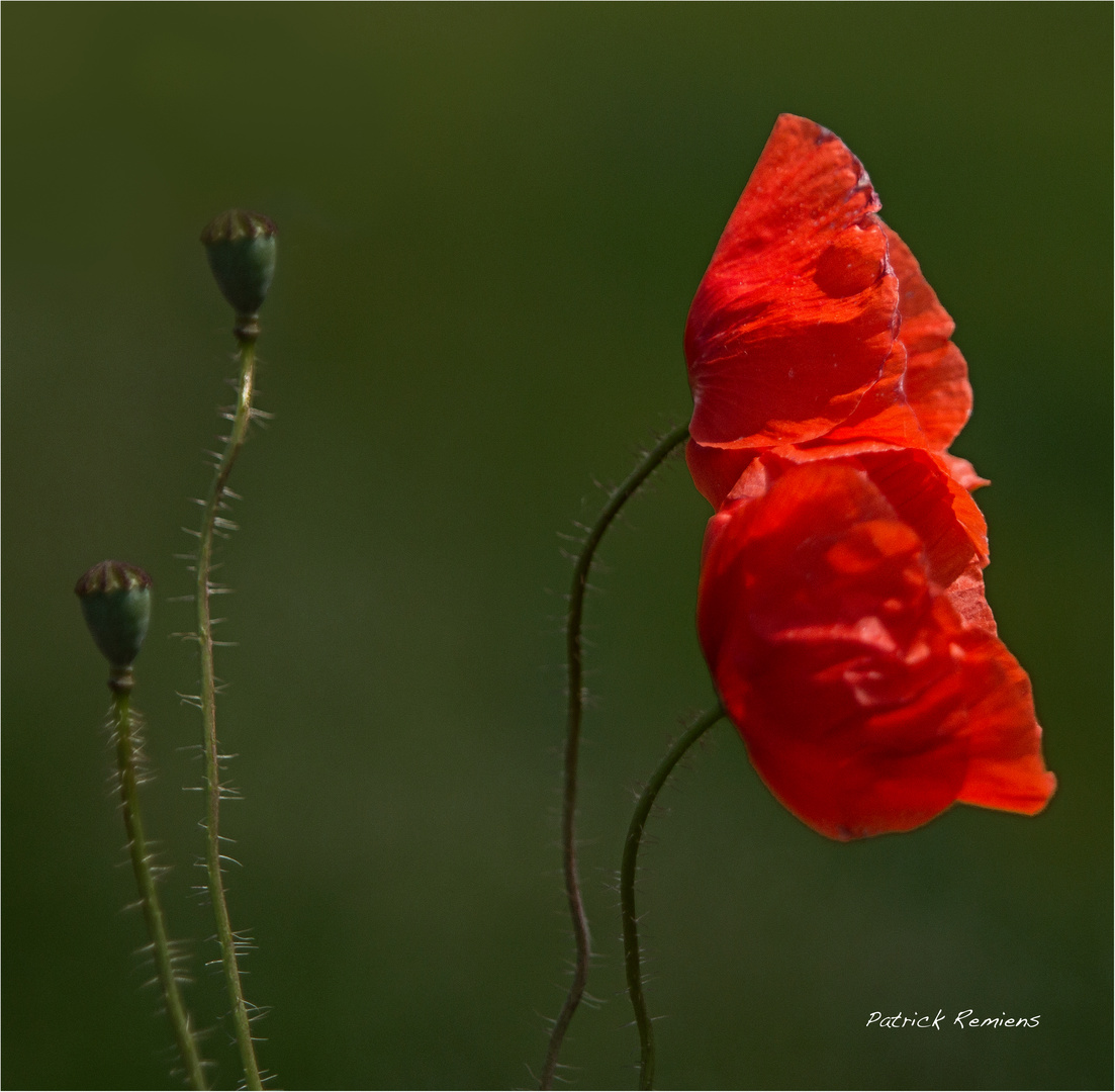 fin des coquelicots