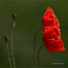 fin des coquelicots