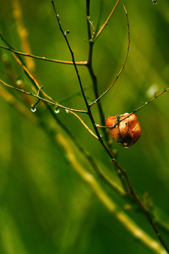 Fin des Herbst