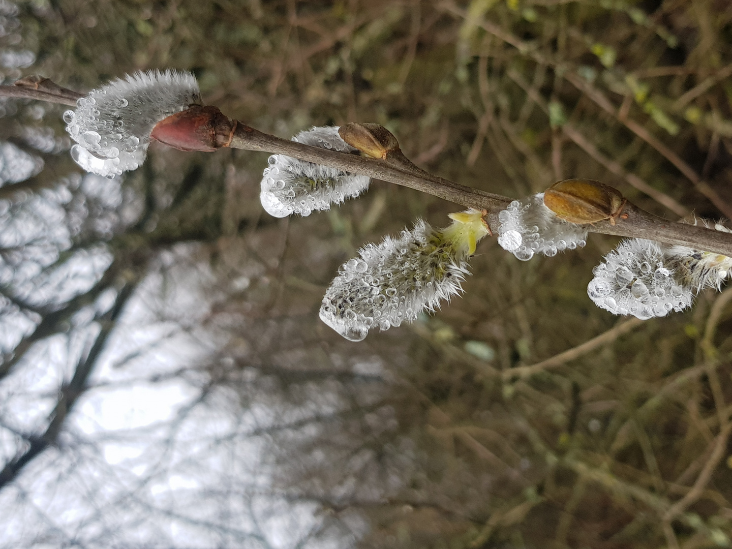 Fin d'hiver sur les branches