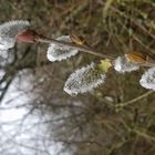 Fin d'hiver sur les branches