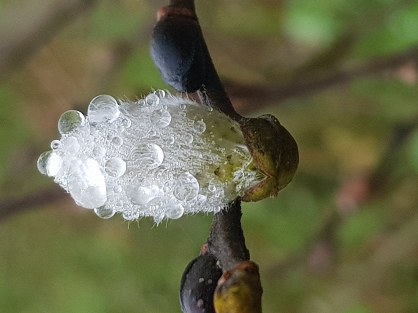 Fin d'hiver sur les branches