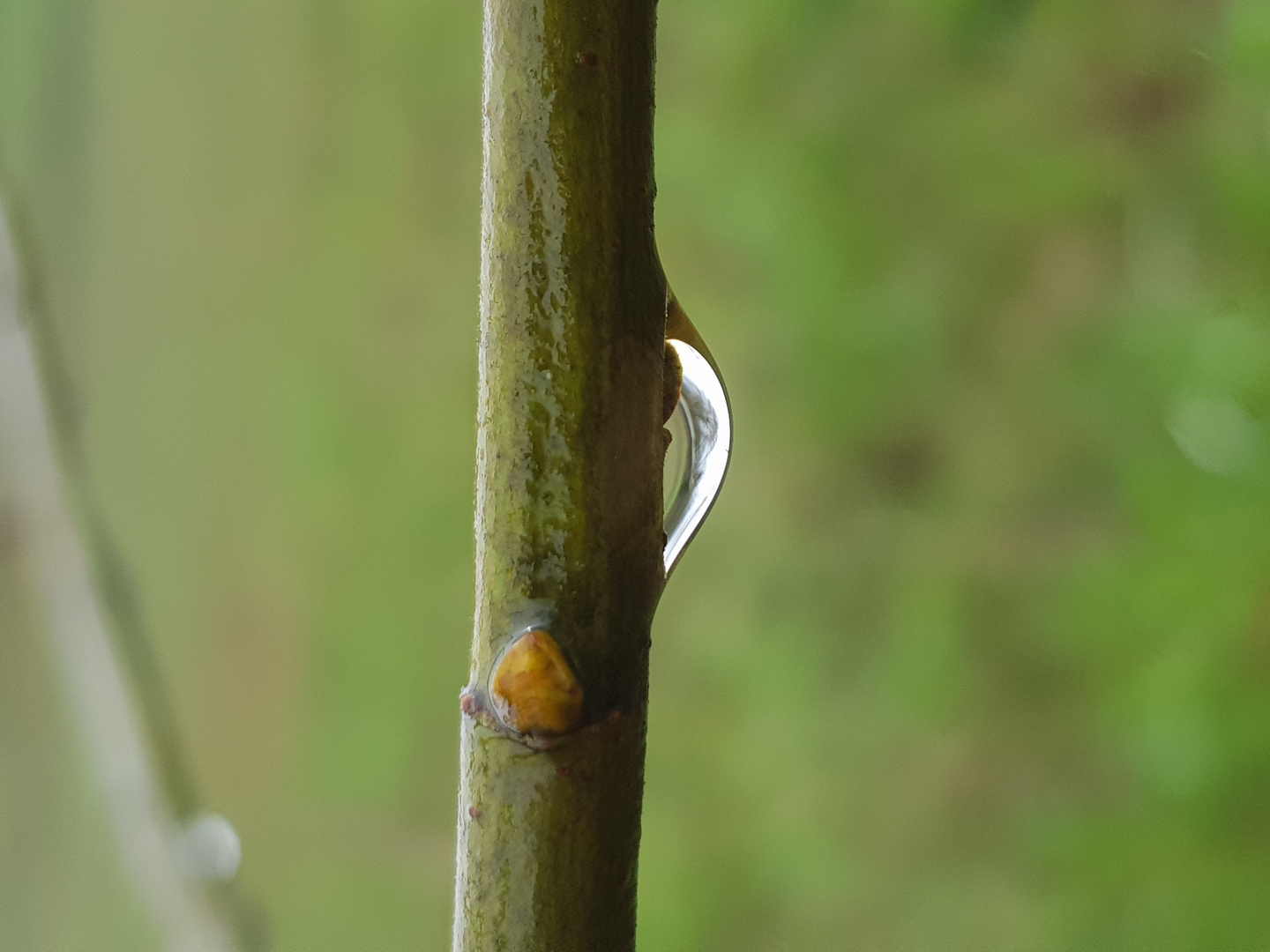 Fin d'hiver sur les branches