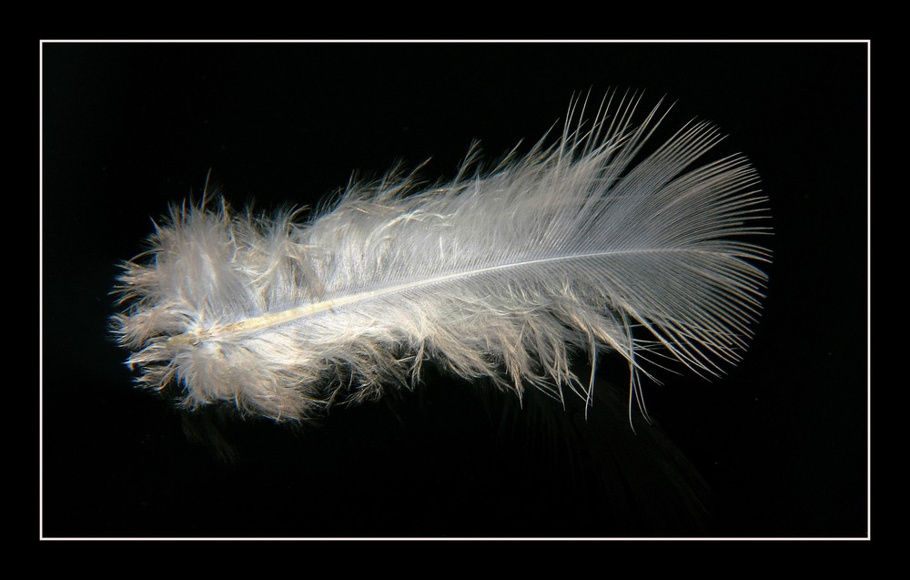 " Fin dune belle histoire, plume d'un jeune oiseau flottant sur ma citerne "