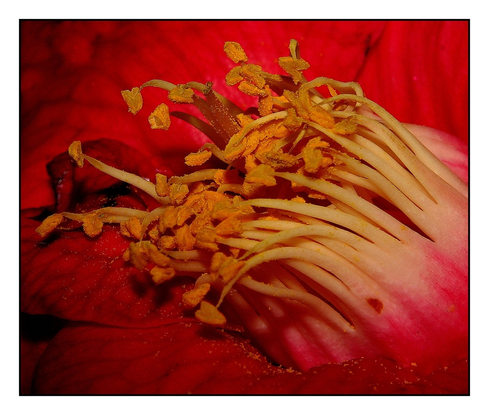 " Fin d'une fleur de camélia "