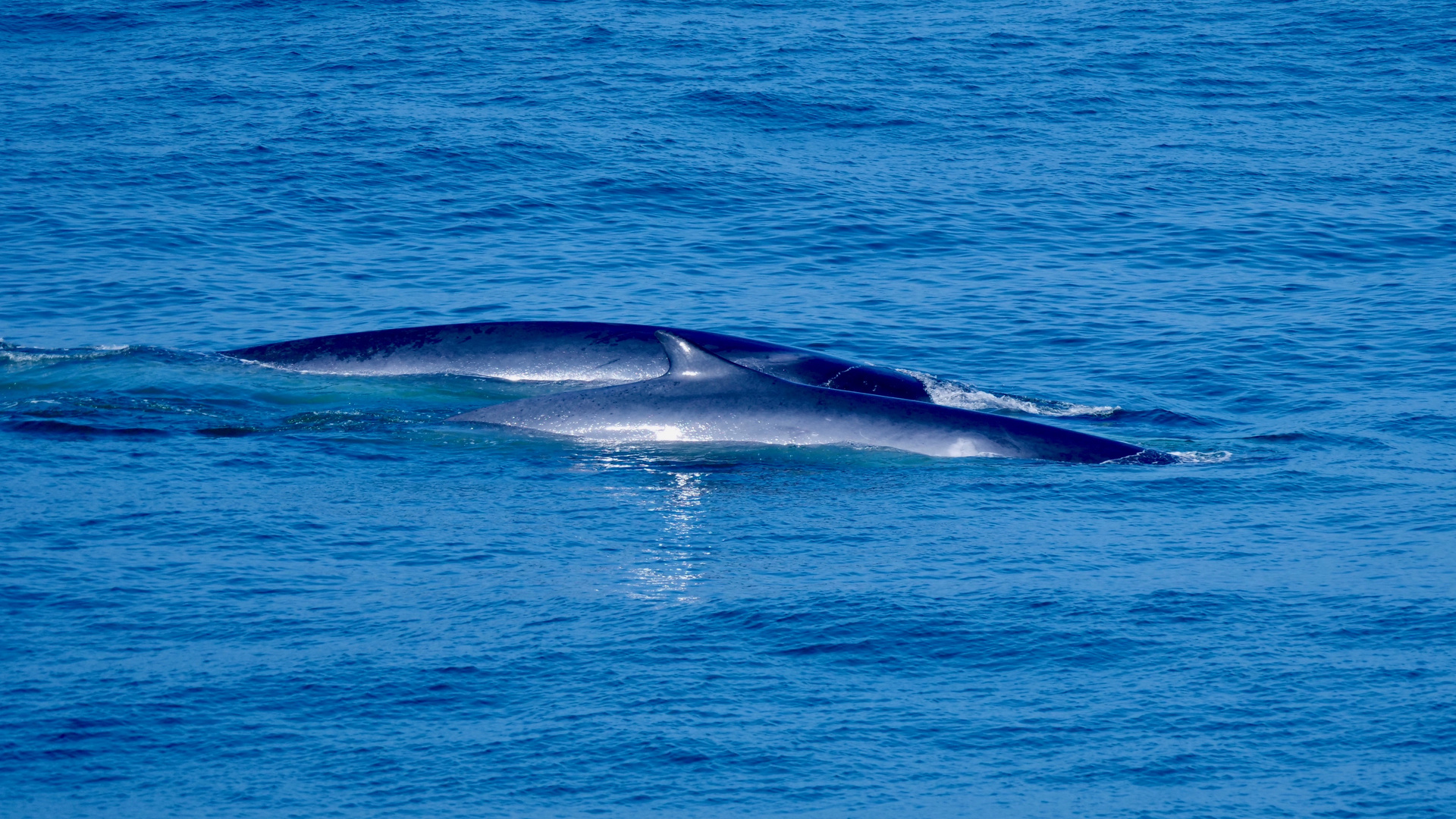 Fin- und Seiwale auf hoher See