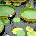 Fin visite jardin d'eau .