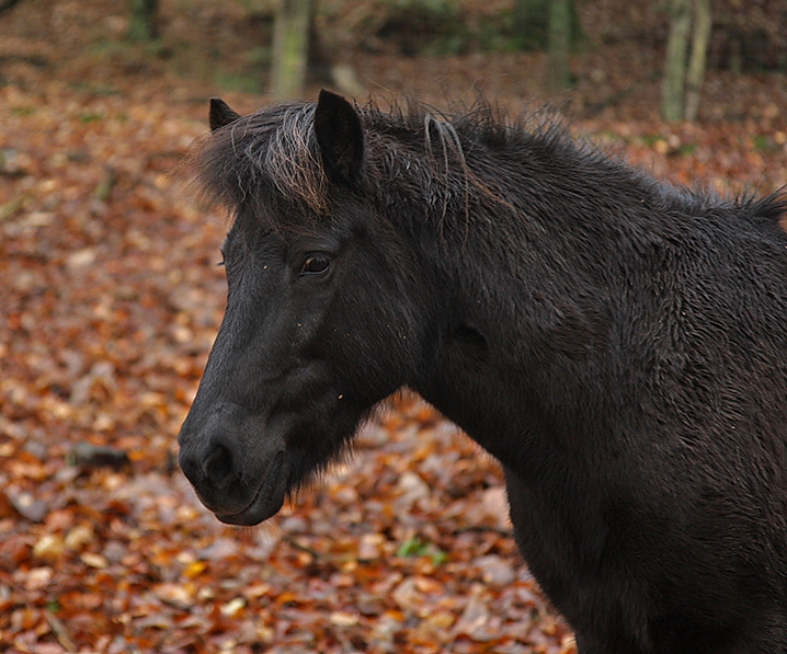 Fina/ Mein Pferd