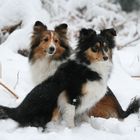 Fina und Duffy im Schnee