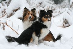 Fina und Duffy im Schnee