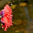 final approach of a bumblebee