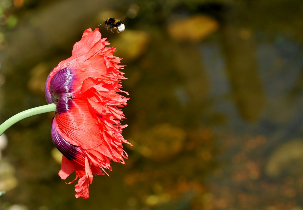 final approach of a bumblebee