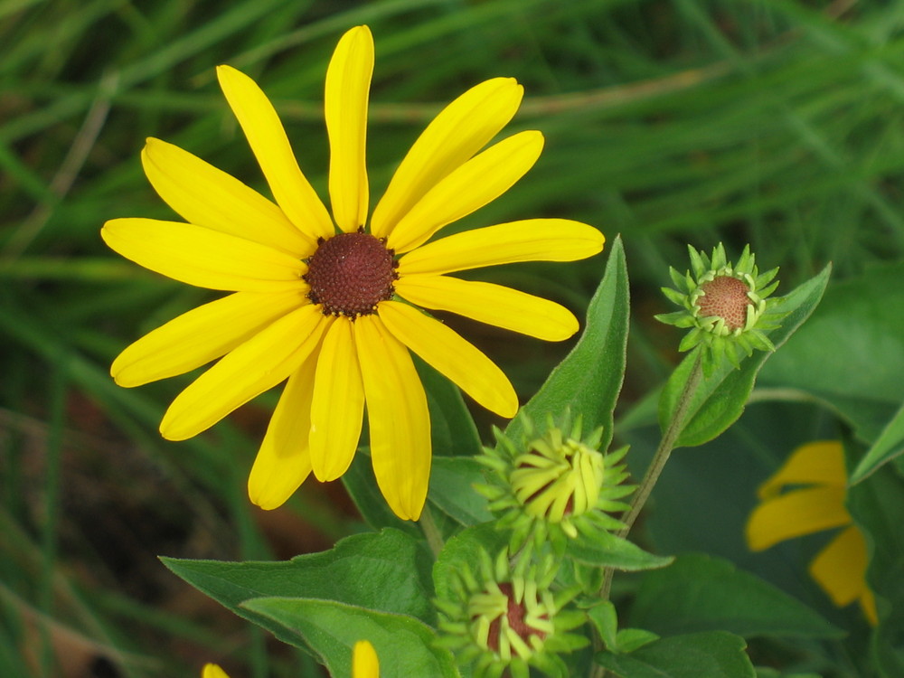 Final Fall Flower