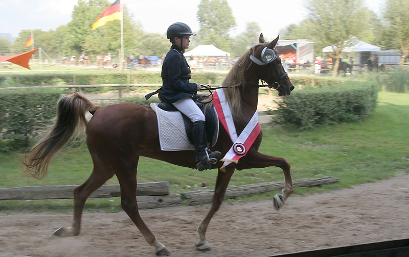 Finale IDMG 2007, Saddlebred Stute Moonlight im Tölt unter 11 jährigem Reiter