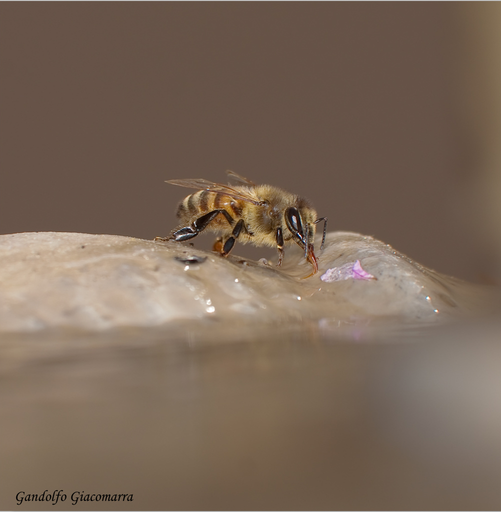 FINALMENTE ACQUA.....