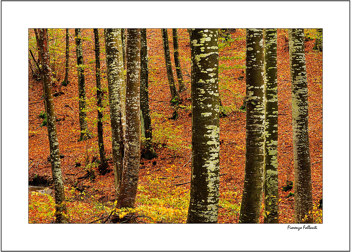 ...FINALMENTE AUTUNNO (particolari) 3