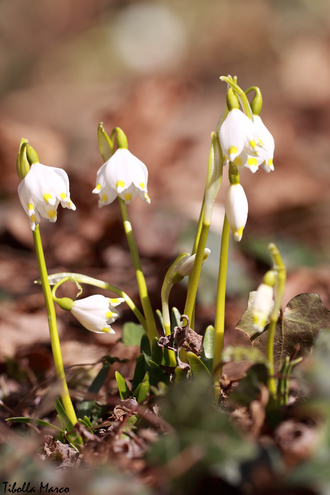 Finalmente è arrivata la primavera!!!