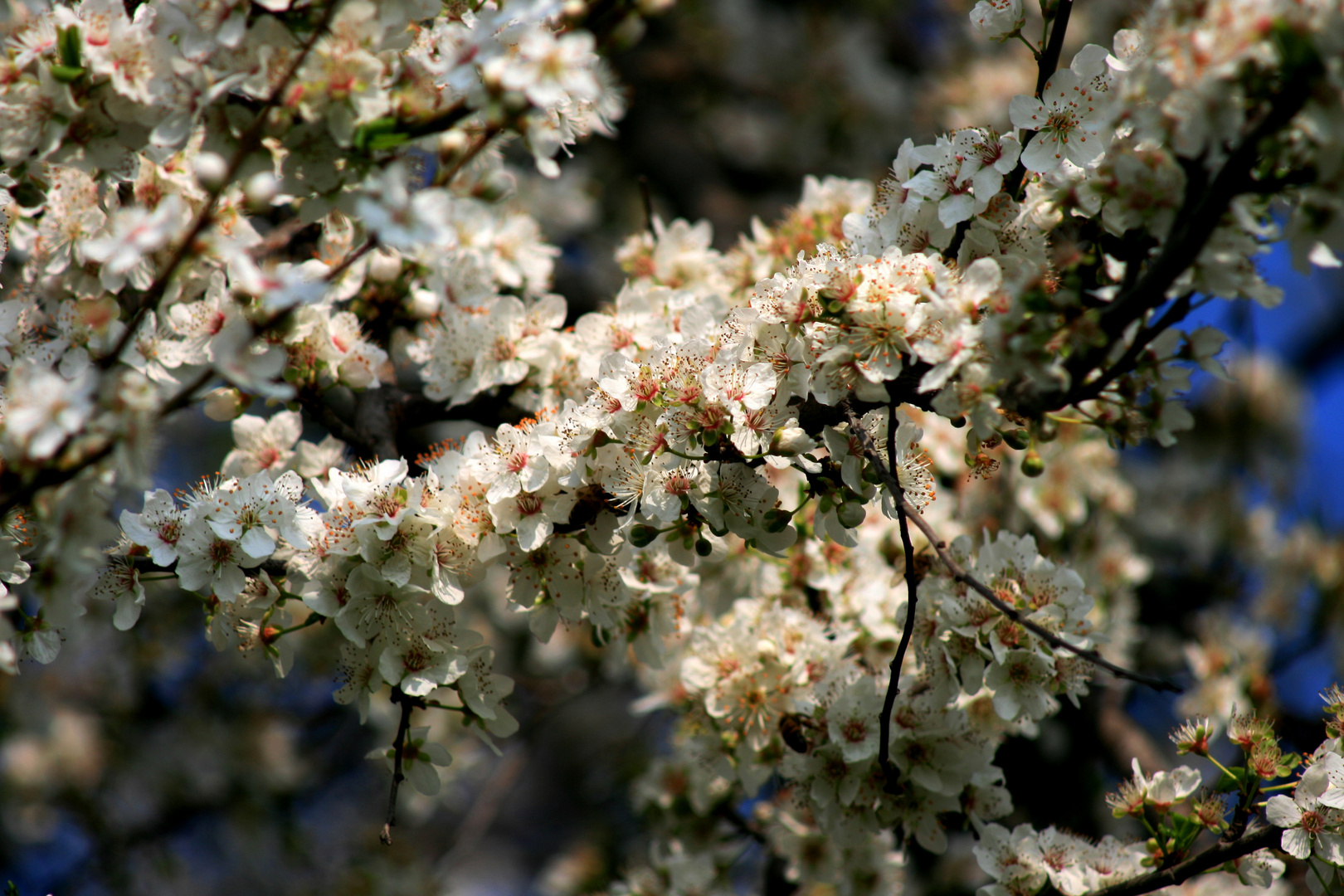 Finalmente è esplosa la primavera! ( da Il lento passar delle stagioni)