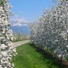 Finalmente è primavera