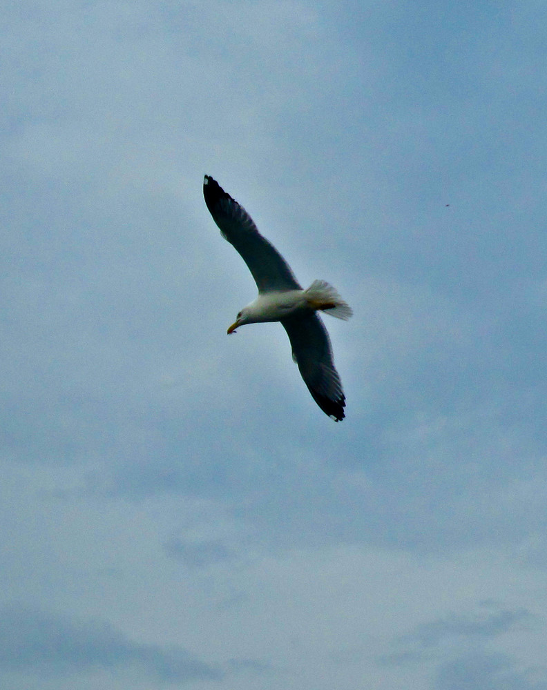 Finalmente in volo