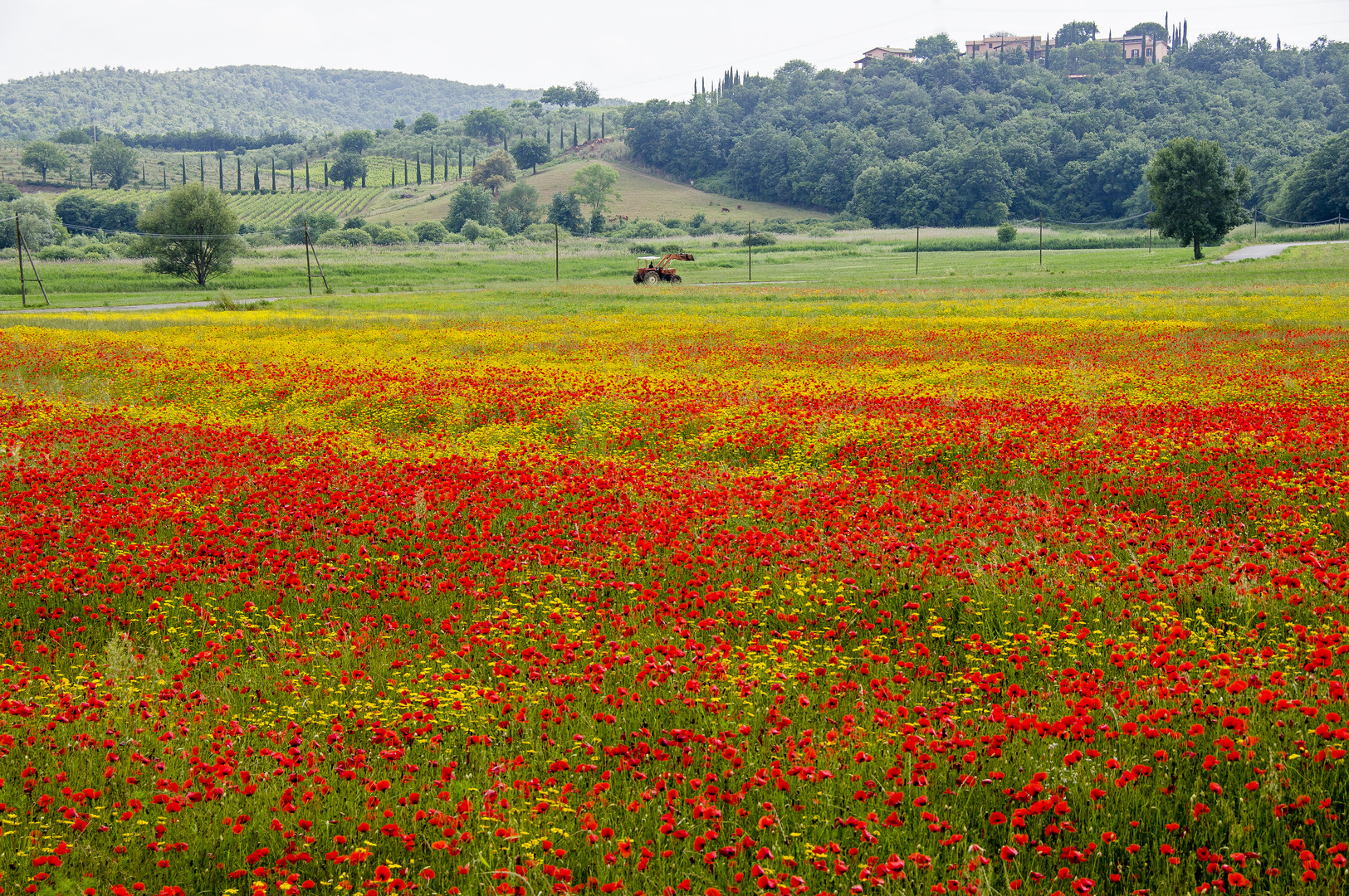 Finalmente la primavera