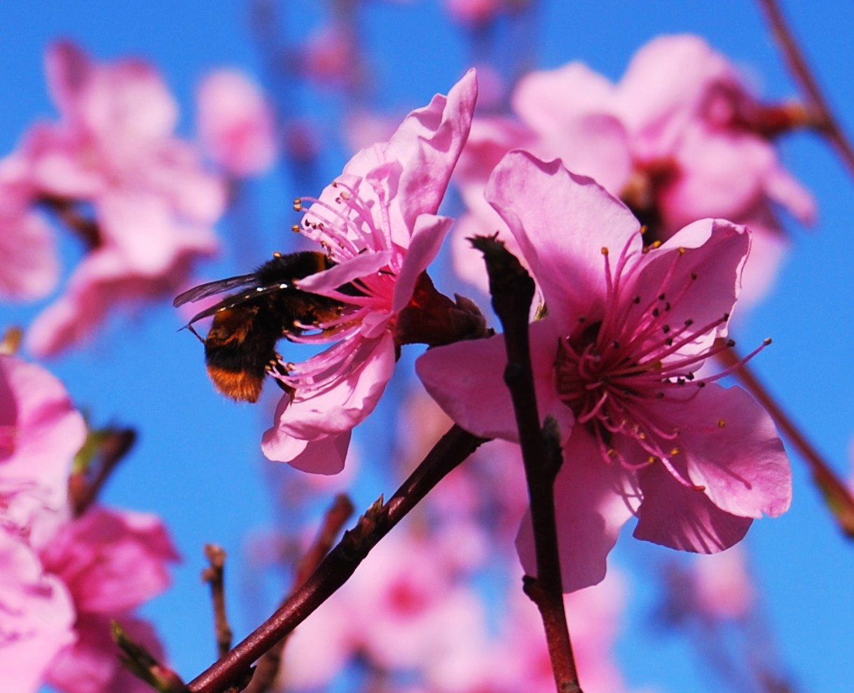 Finalmente primavera....