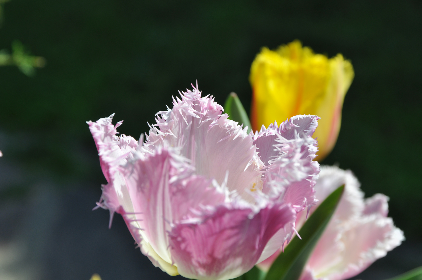 finalmente primavera con i suoi colori