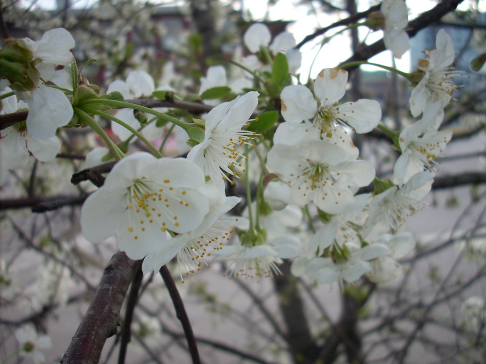 F!inalmente primavera!