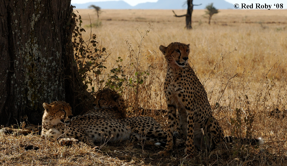 Finalmente un po' d'ombra....(Tanzania)