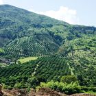 FINCA CAFETERA COLOMBIA BELEN DE UMBRIA