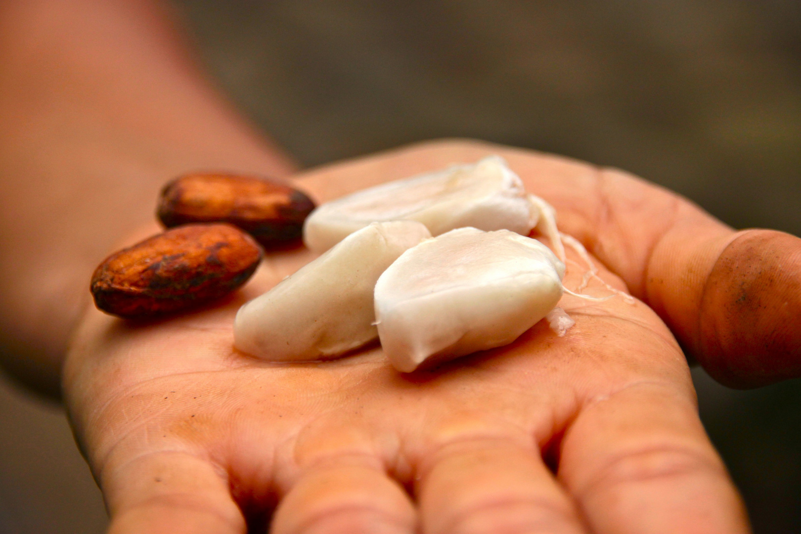 Finca de cacao fino de aroma