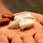 Finca de cacao fino de aroma