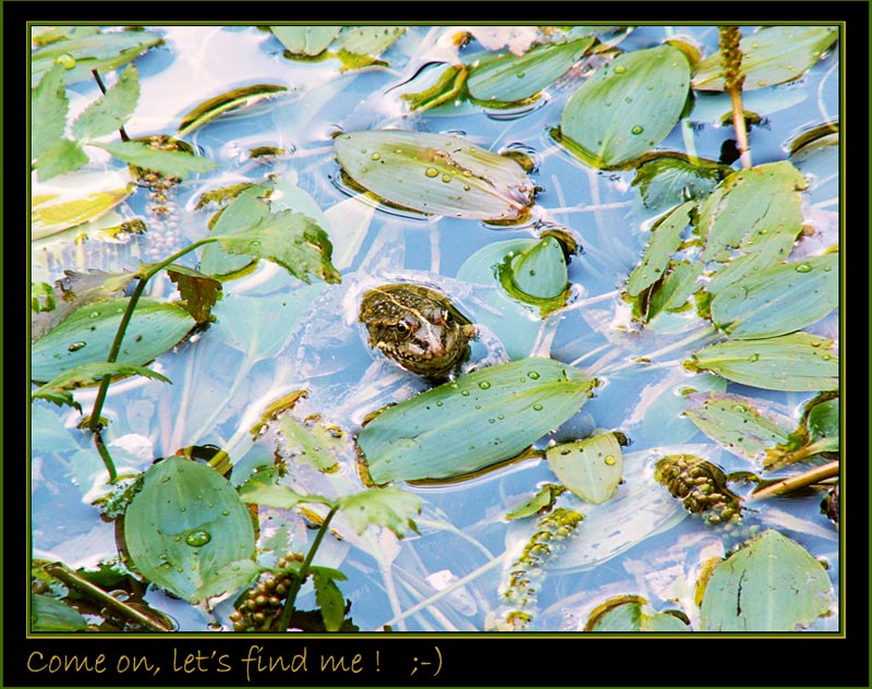 FIND THE FROG!! :-D