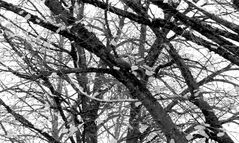Find the Squirrel