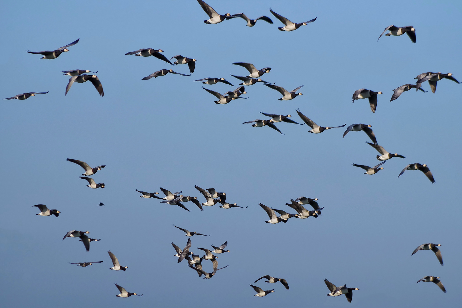 finde den Fehler Foto & Bild | natur, tiere, vögel Bilder auf fotocommunity