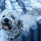 finde den Hund im Schnee :-) :-) ;-)