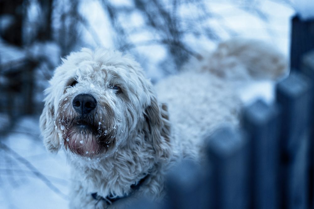 finde den Hund im Schnee :-) :-) ;-)