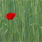 finde den Mohn