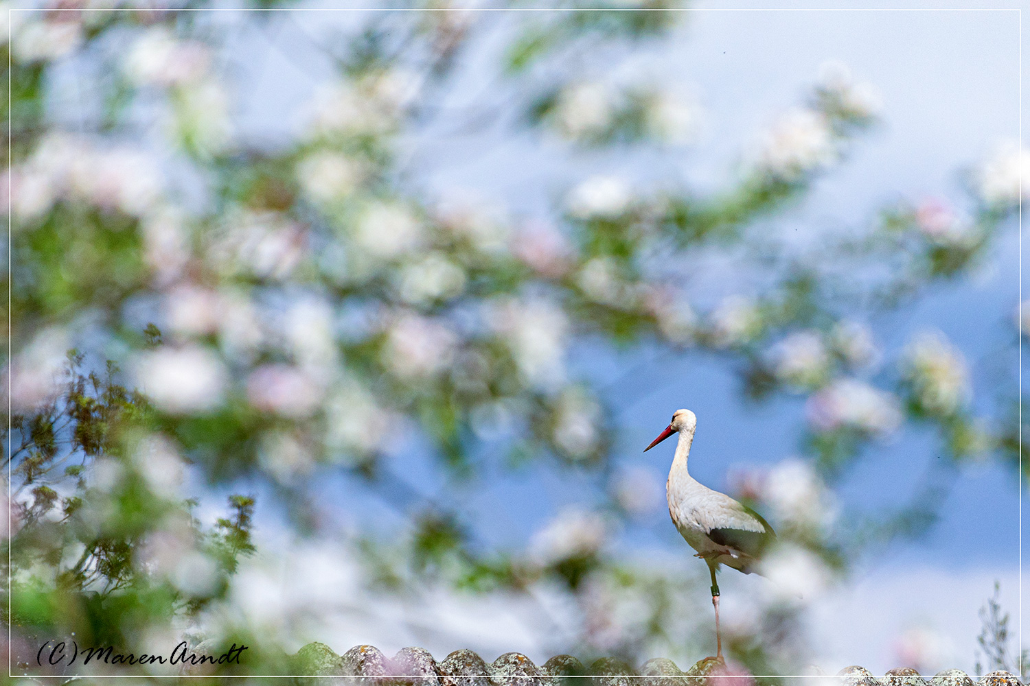 Finde den Storch